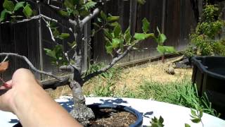 Watch part 2 at http://youtu.be/vmnm5yongy4 hi, this plant is from my
earlier collection about 8 years ago (california coastal live oak,
purchased a nur...