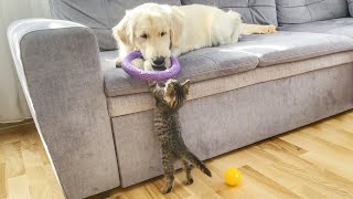 What does a Tiny Kitten do when a Golden Retriever Ignores Him [Try Not to Laugh]