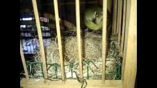 menangkar burung pleci/ zoesterops