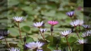 桃園觀音莫內的花園