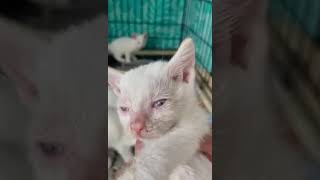 A beautiful litter of flame point Siamese kittens we rescued from the streets of Puerto Rico ❤️🏝🐾