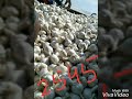 Jaora garlic rate 16082017