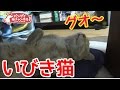【猫のイビキ】おっさんのようにイビキをかいて寝る猫。(Snoring of the cat)