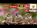 🔴Live stream 🕊️ Bird feeder Network🕊️ Thururoft UK 4K ultra HD
