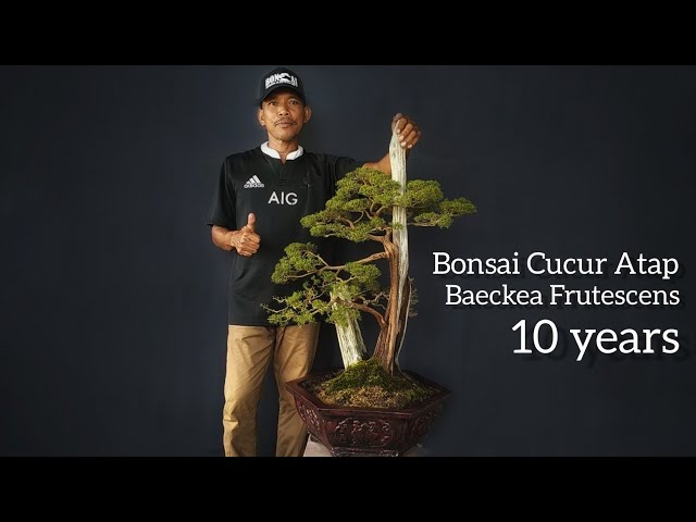 Bonsai Cucur Atap berusia 10 Tahun class=
