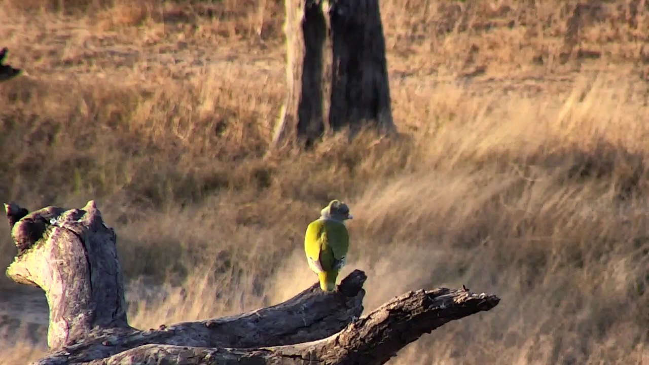 Djuma: African Green Pigeon - 16:37 - 07/27/18 