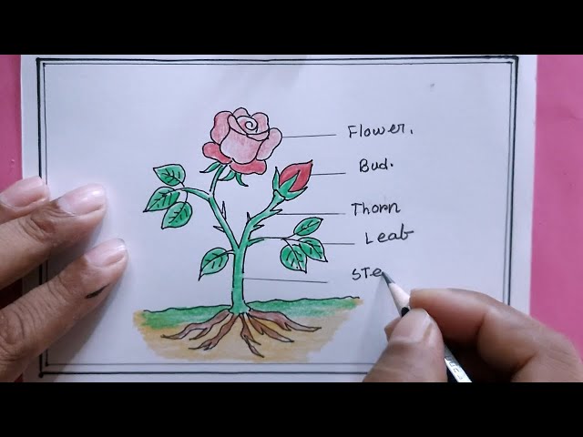 How to Draw a Rose Bush - Easy Drawing Tutorial For Kids