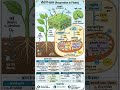 Respiration in Plants: 1 मिनट में पूरा Concept! #BiologyTricks #shorts #ScienceShorts
