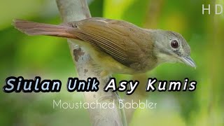 Siulan Nyentrik Burung Asy Kumis | Moustached Babbler