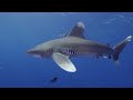 Vanishing protectors and predators | The Outlaw Ocean Project