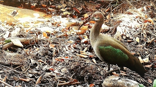 Courting Mating And Satisfaction Song In Ibis – Drague, Baise Et Chant De Satisfaction Chez Les Ibis