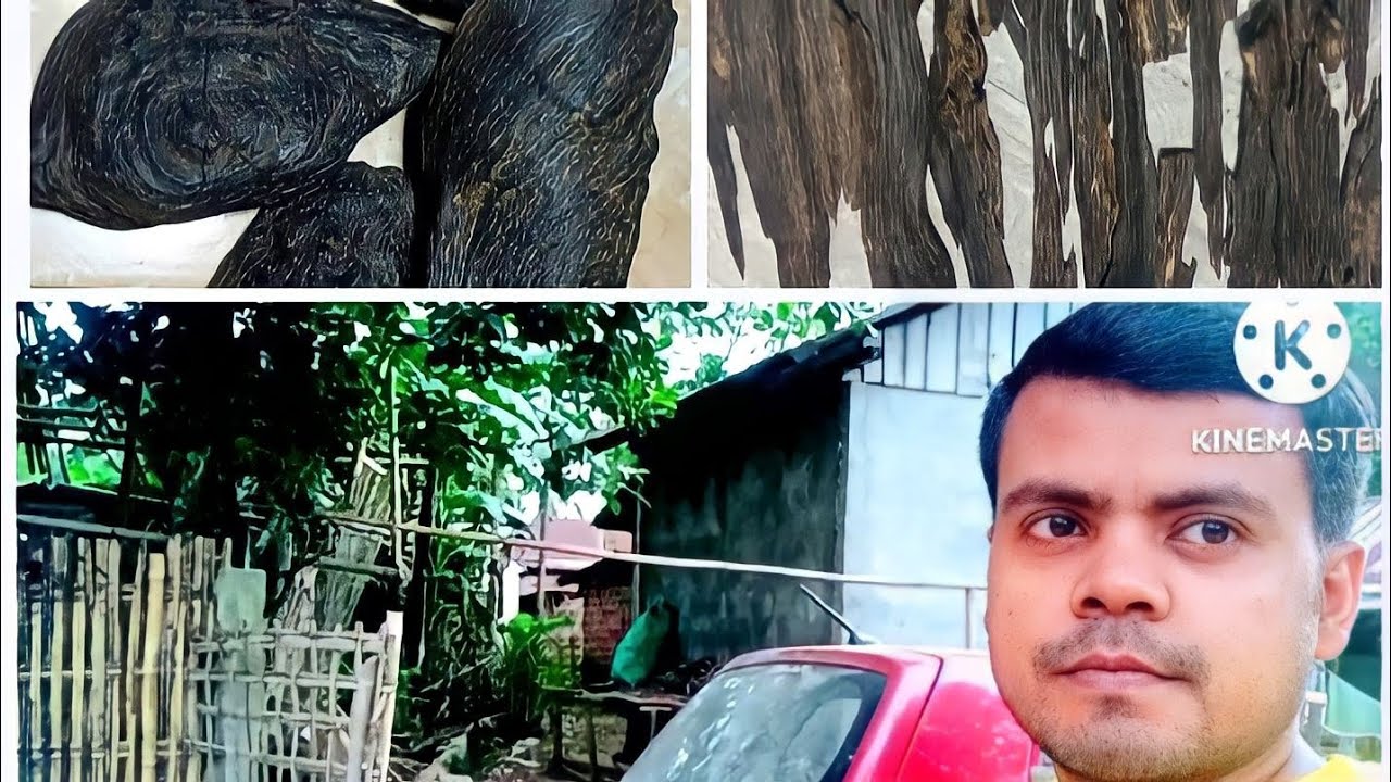 Agarwood... wood of gods.. kya kahate Hain kya gold se bhi mahanga hai