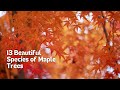 Maple Trees and Their Unique Characteristics in Nature