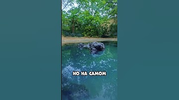 Этот крокодил обладает невероятной маскировкой!