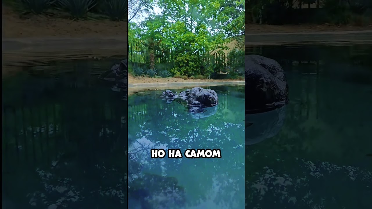 Этот крокодил обладает невероятной маскировкой!