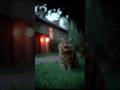 Horror cat | Scary video #creepy #horror #scary #cat #cats #catshorts #shorts #youtubeshorts