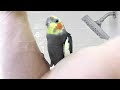 Giving a Cockatiel Bird Baths in the Shower