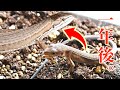 夏に捕まえたカナヘビ、1年後にどれくらい大きくなる?