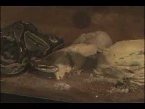 Ball Python vs. Rat - YouTube