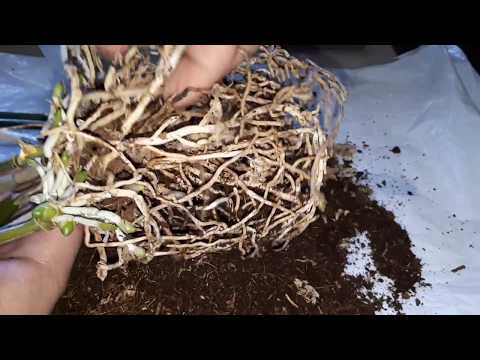 Video: Dendrobium, Wanda, Miltonia, Cymbidum, Orhideede Korteris Hoidmise Alused - 2