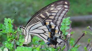 胡椒木上的無尾鳳蝶