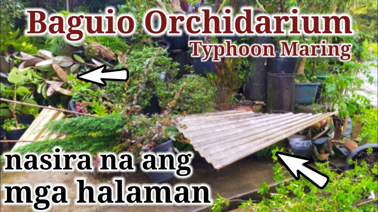 Baguio Orchidarium after Typhoon Maring Update || Ang daming natumbang halaman