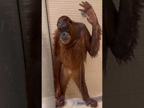 حبوبة تغسل وججها بشكل محترف