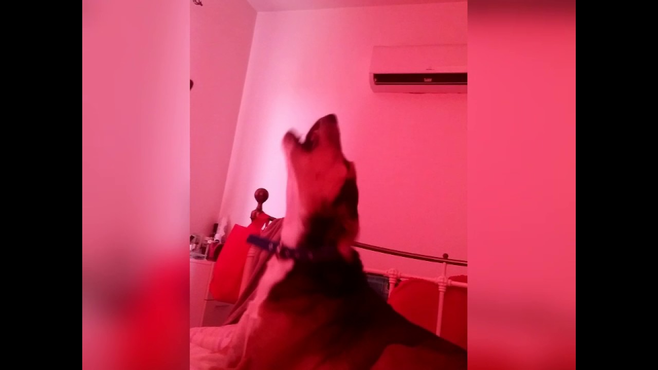 Dog calling on bell ringing -weird-