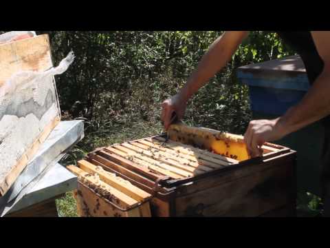 ვიდეო: რა ხდება ფუტკრების გაქრობის შემთხვევაში