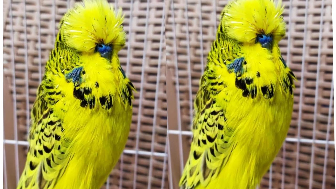 افضل تزاوج للتكساس