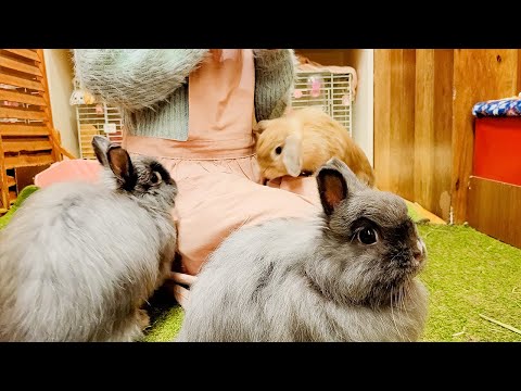 Video: Mini Rex Rabbit