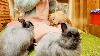 Visiting Japan's Cute Rabbit Cafe🐰💓 | Bunny Cafe Moff Rell | ASMR