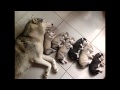 Most Cutest Dogs in This World 2015 Most Cutest Dogs in This World 2015