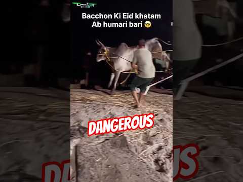 Dangerous Unloading 2026 #golbadicow #golbadicow #cow #cowgoat #cowgoat #bull #kankrejcow_video