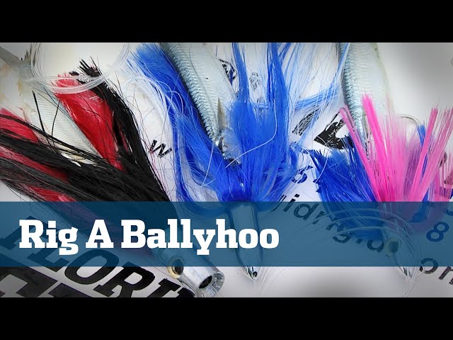 How To Rig Ballyhoo - Florida Sport Fishing TV - Catch More Sailfish And  Dolphin With Fresh Bait 