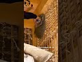 Pourquoi les Japonais Construisent des Murs en Bambou et Boue ? Le Secret Va Vous Surprendre !