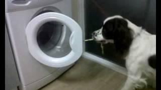 The FUNNIEST Dog Video EVER!!!!!!!!!!!