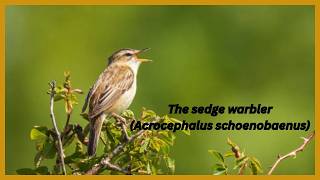 Nature Sounds: Sedge Warbler Bird Call and Song|#birds #birdssounds #birdsong #birdssinging #nature screenshot 1