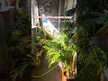 ये है मेरे घर का सुकून | Plant Shower & Balcony #PlantDecor #HomeDecor #BalconyDecor #shorts #reels