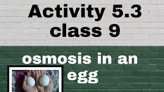 Activity 5.3 class 9 Osmosis in an egg in hypertonic and hypotonic solution
