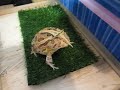 叫ぶファンタジーツノガエル