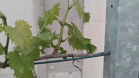 Co je vinařská vína Karmen?