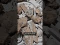 مولانا اباعبدالله الحسین صلوات الله علیه محرم حسینیه امام زمان اربعین ترند یارضا مداحی شور 