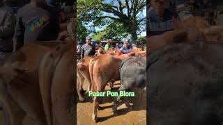 PEDET JANTAN CALON SUPERAN
