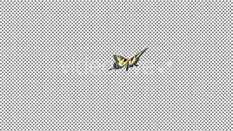 Flying Butterfly - Yellow Swallowtail