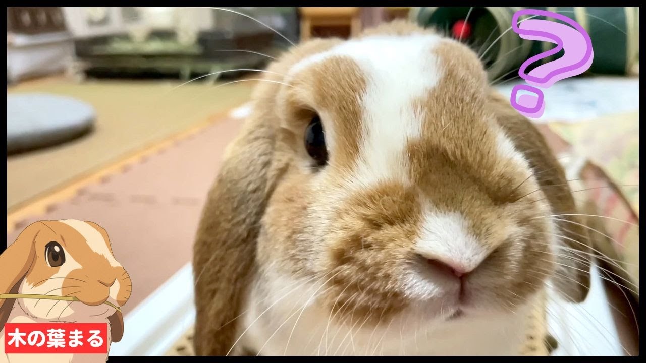 まったり静かに癒されるロップイヤーうさぎのかわいいシーンを詰め込ん