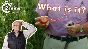 What Is Blossom End Rot on Tomatoes & How To Stop It [2 Minute Tips]