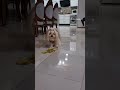 قربانت برم خسته ام میری برام بیاری هاپو Pets دوست Puppy Goldenretriever Goldenretriever قربانت برم خسته ام میری برام بیاری هاپو Pets دوست Puppy Goldenretriever Goldenretriever