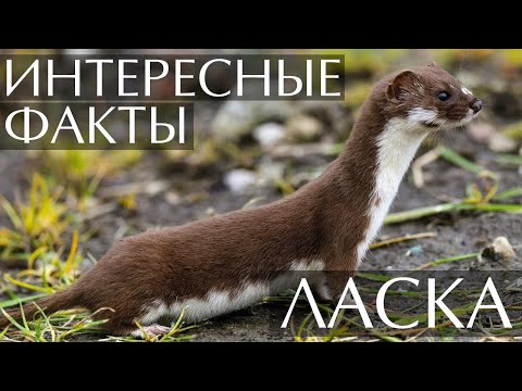 Ласка - интересные факты