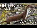 Ласка - интересные факты